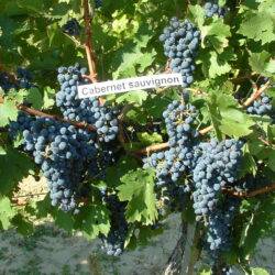 Cabernet Sauvignon