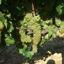 Chardonnay
