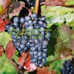 Odporni Gamay