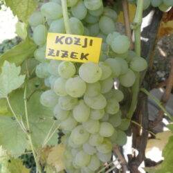 Kozji Ziz