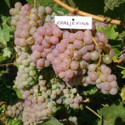 Kraljevina
