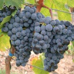Merlot