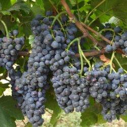 Modri Pinot