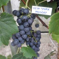 Muškat New York