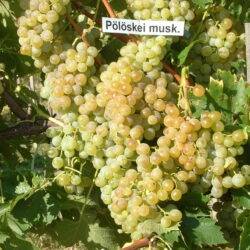 Poloskei – Muskotaly