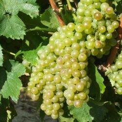 Sauvignon
