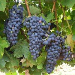 Shiraz