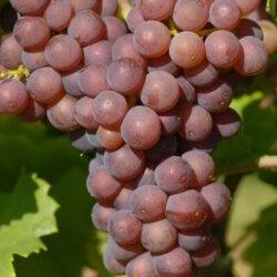Sivi Pinot