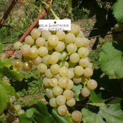 Chasselas Blanc