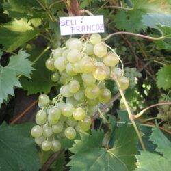 White French Muscat