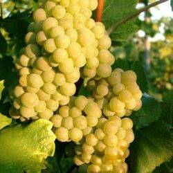 Pinot Blanc