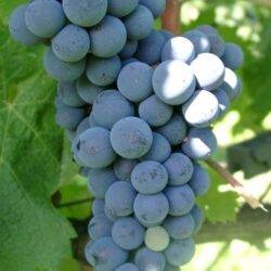 Cabernet Franc