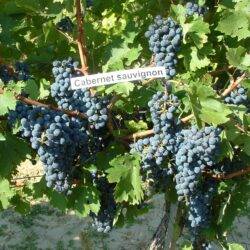 Cabernet Sauvignon