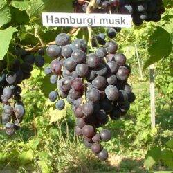 Muscat Hamburg